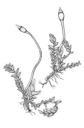 Fissidens taylorii var, gillianus. Drawings: Rod Seppelt ©